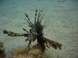 marsa_alam_200510 169